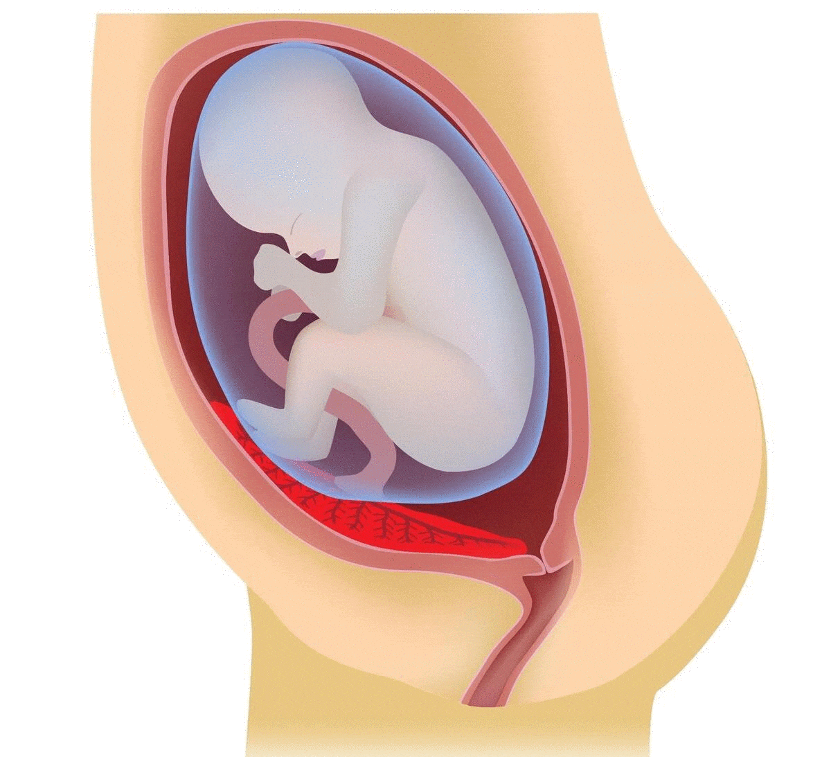 low-lying-placenta-moving-up