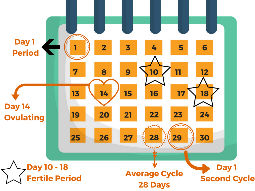 calculate your fertile period