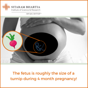 4 months pregnant fetus