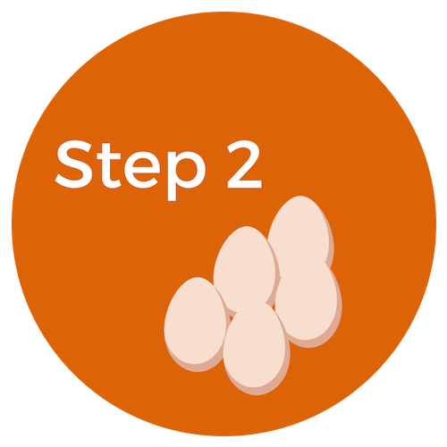 step 2 retrieving eggs for ivf