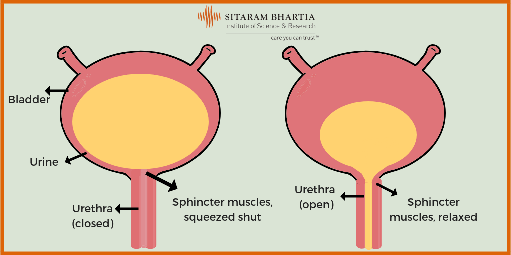 Urine Problem In Women Don’t Be Embarrassed About It!