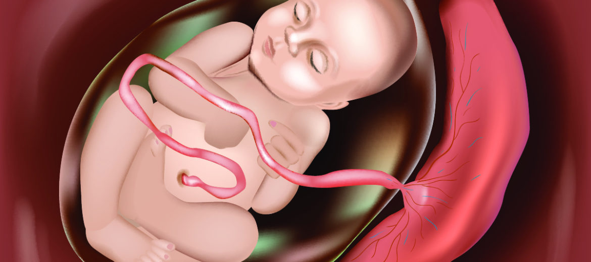गर्भनाल (placenta meaning in hindi) – गर्भावस्था में गर्भनाल का महत्व