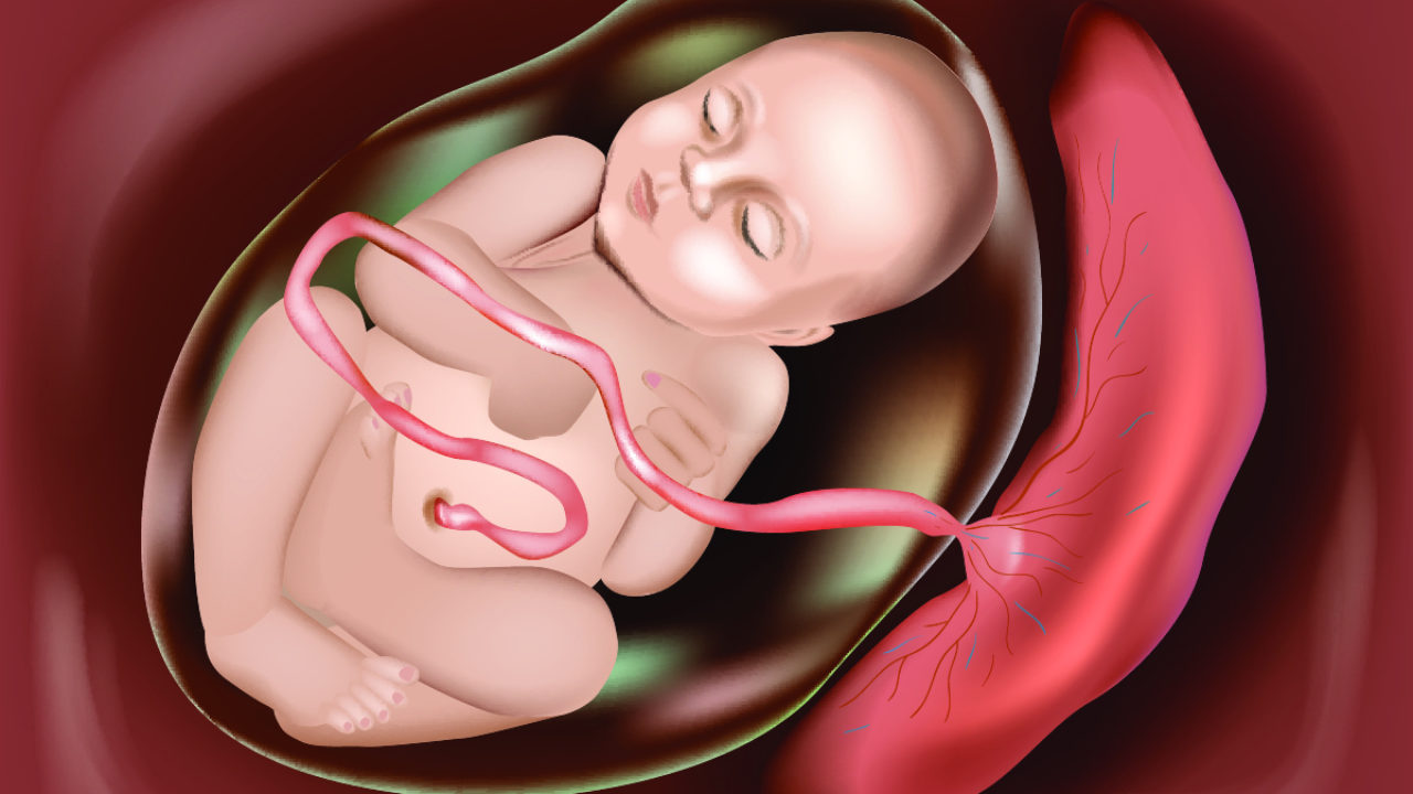 गर भन ल Placenta Meaning In Hindi गर भ वस थ