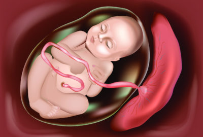 placenta-meaning-in-hindi
