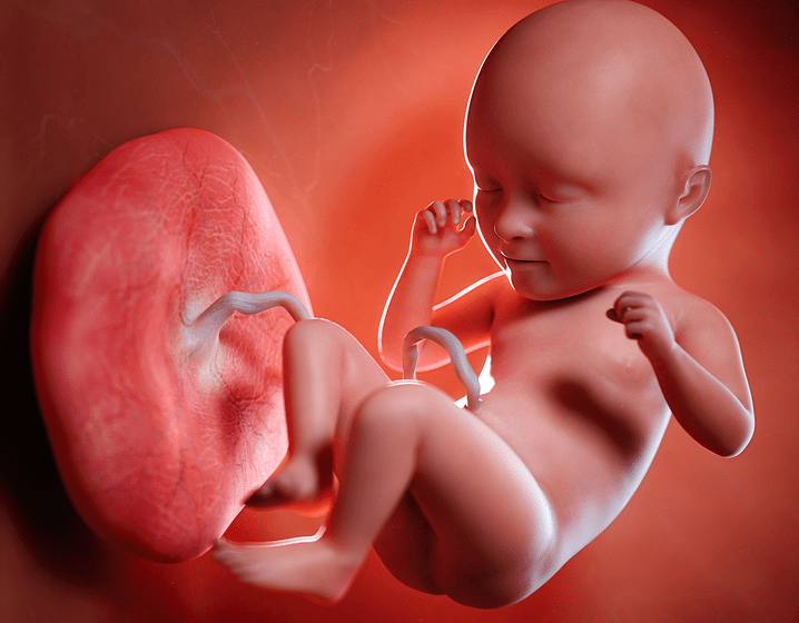 Posterior Placenta 5 Myths And Facts You Need To Know Sitaram Bhartia Blog