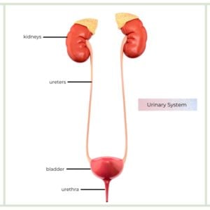 urinary system